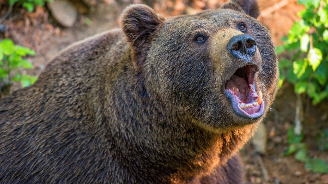 Большой бурый медведь с открытой пастью 
