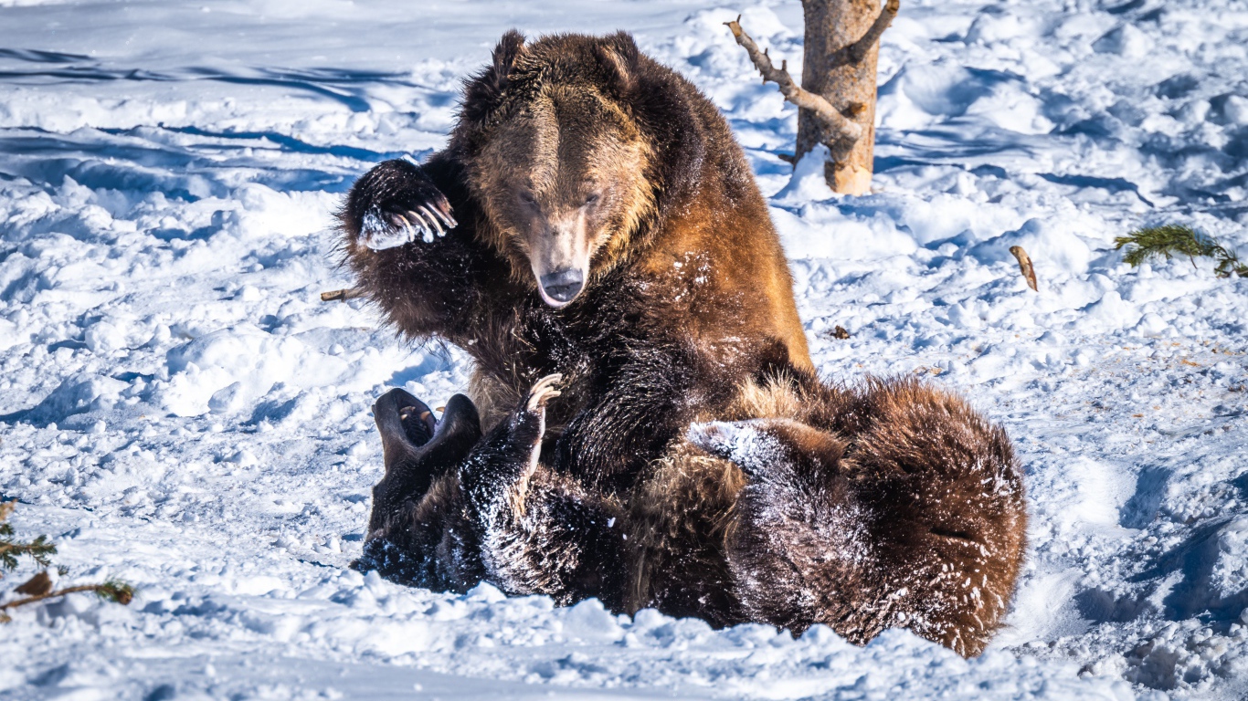 Два бурых медведя дерутся на снегу