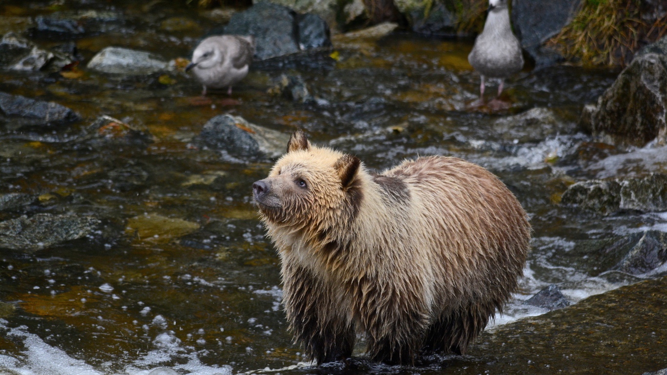 Мокрый бурый медведь охотится в реке 