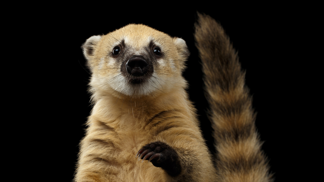 Обыкновенная носуха на черном фоне