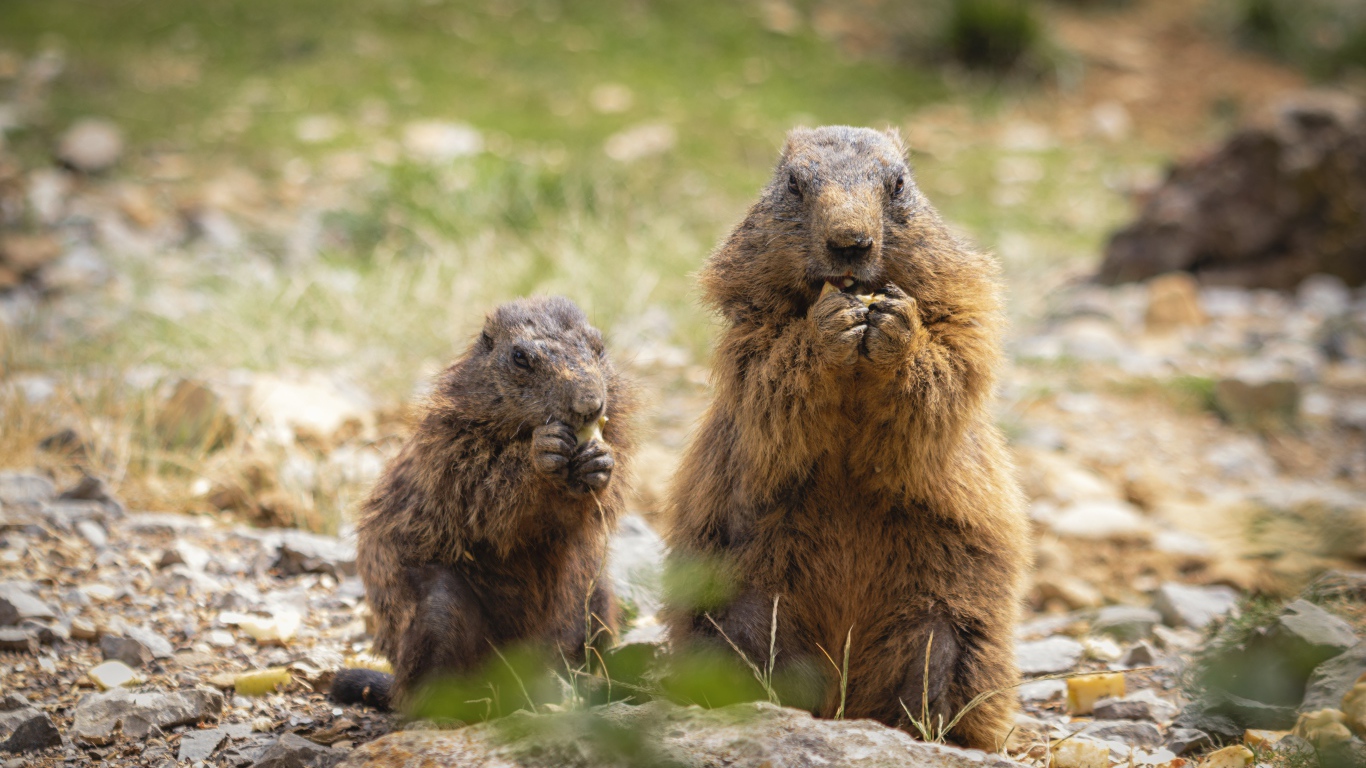 Сурок с детенышем едят корм 