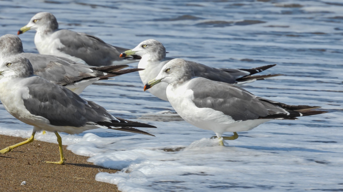Стая серых чаек в воде у моря 