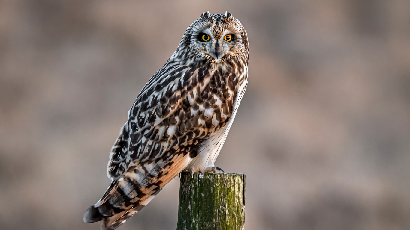 Большая серая птица сова сидит на дереве 
