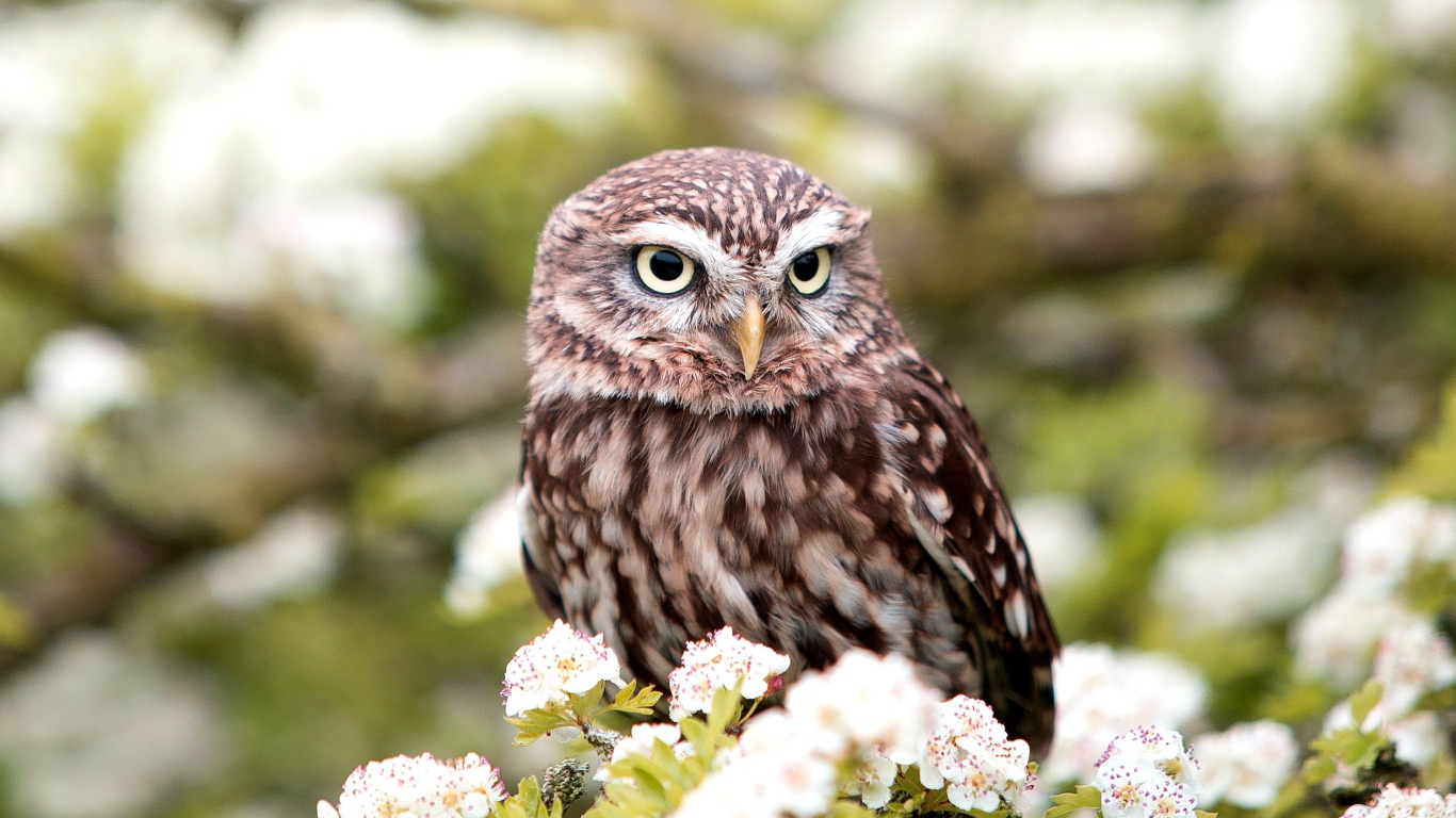 Большая сова сидит на ветке цветущей груши