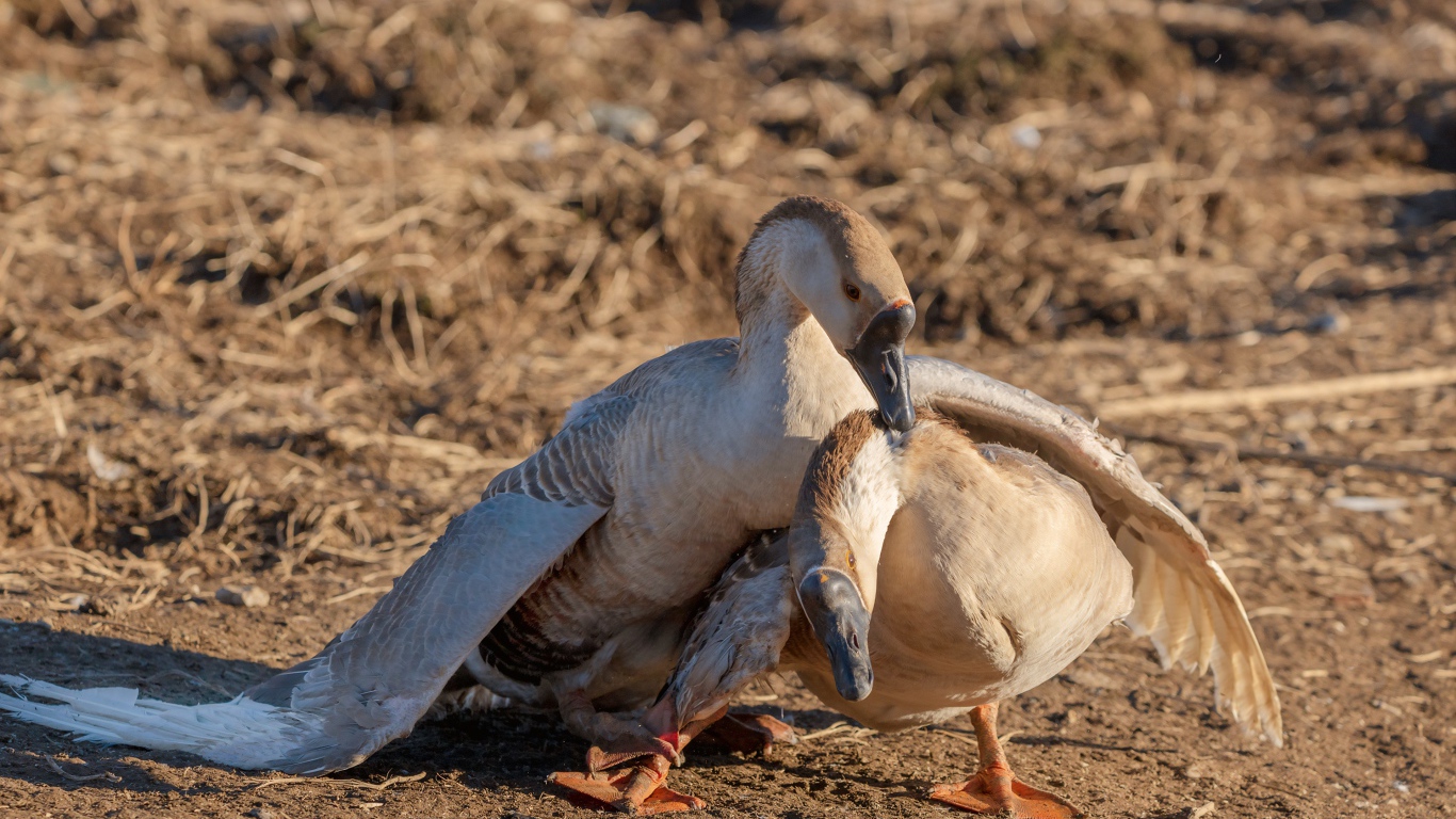 Пара серых гусей в лучах солнца 