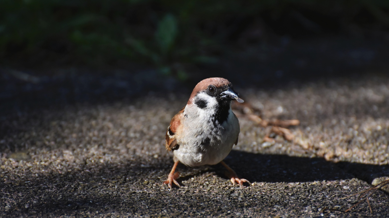 Воробей сидит на асфальте с зерном в клюве 