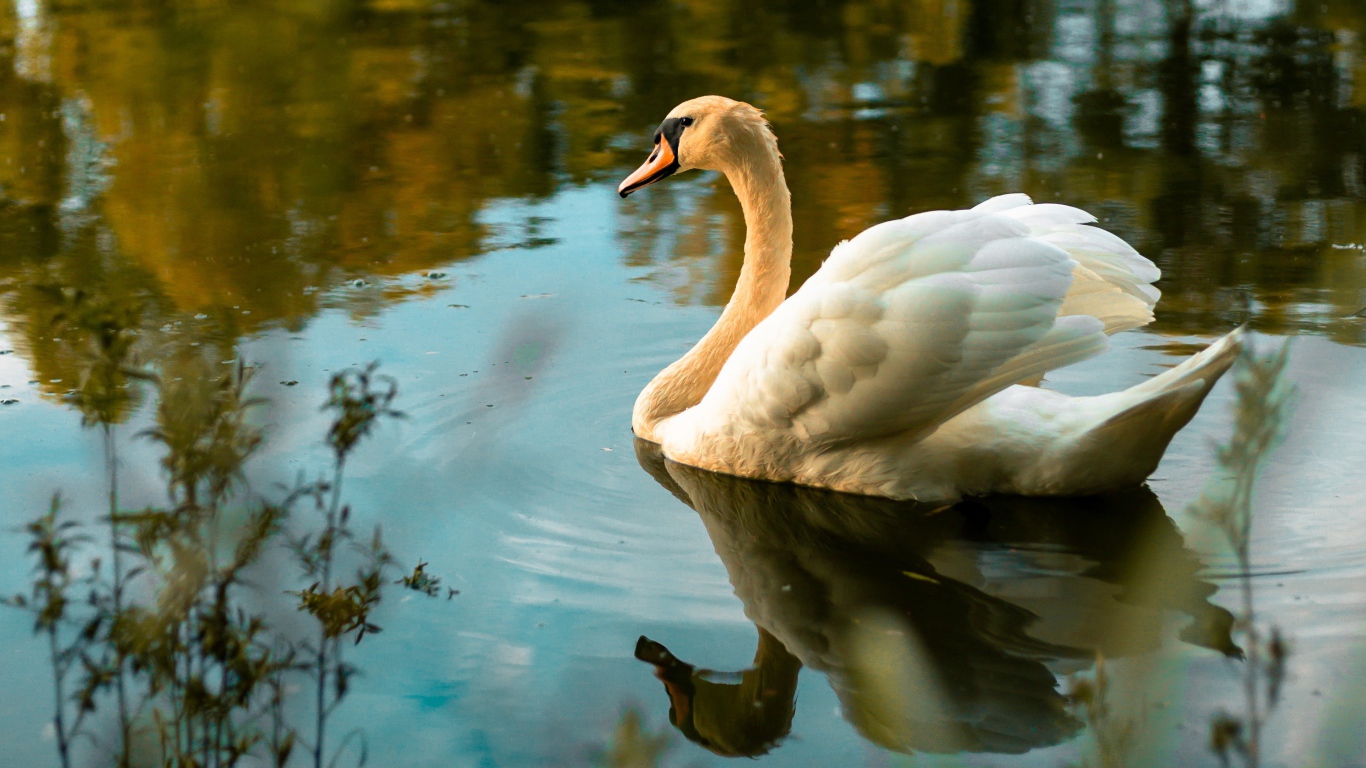 Красивый белый лебедь в холодной воде 