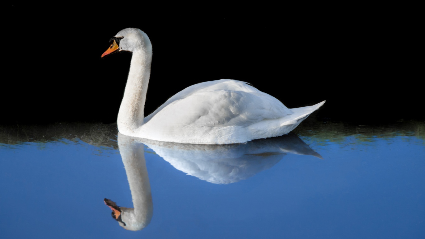 Красивый белый лебедь отражается в холодной воде