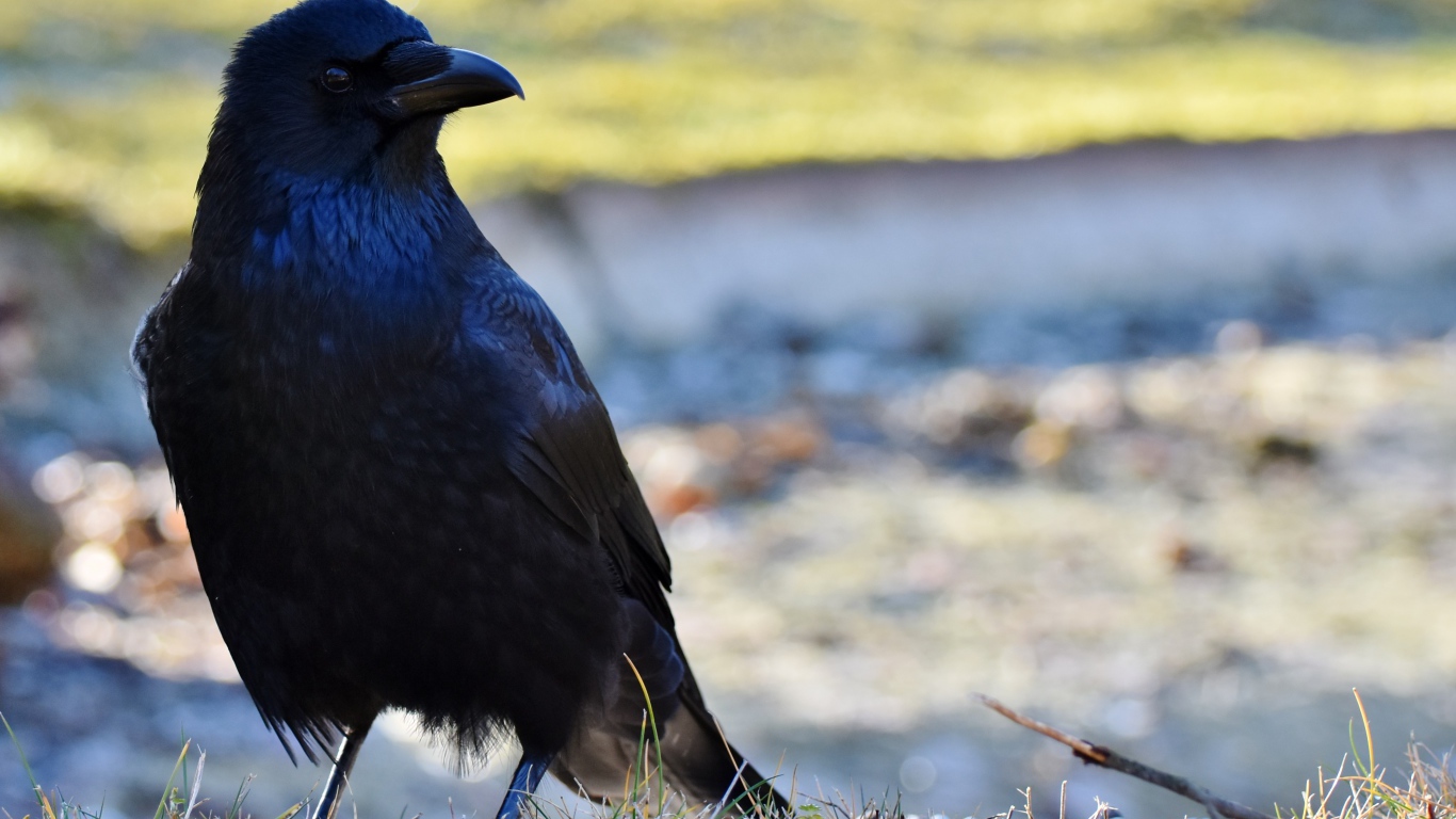 Большой черный ворон крупным планом