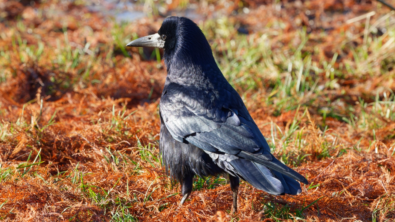 Большой черный ворон на траве 