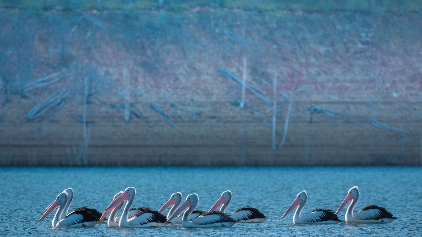 Большие пеликаны в воде 