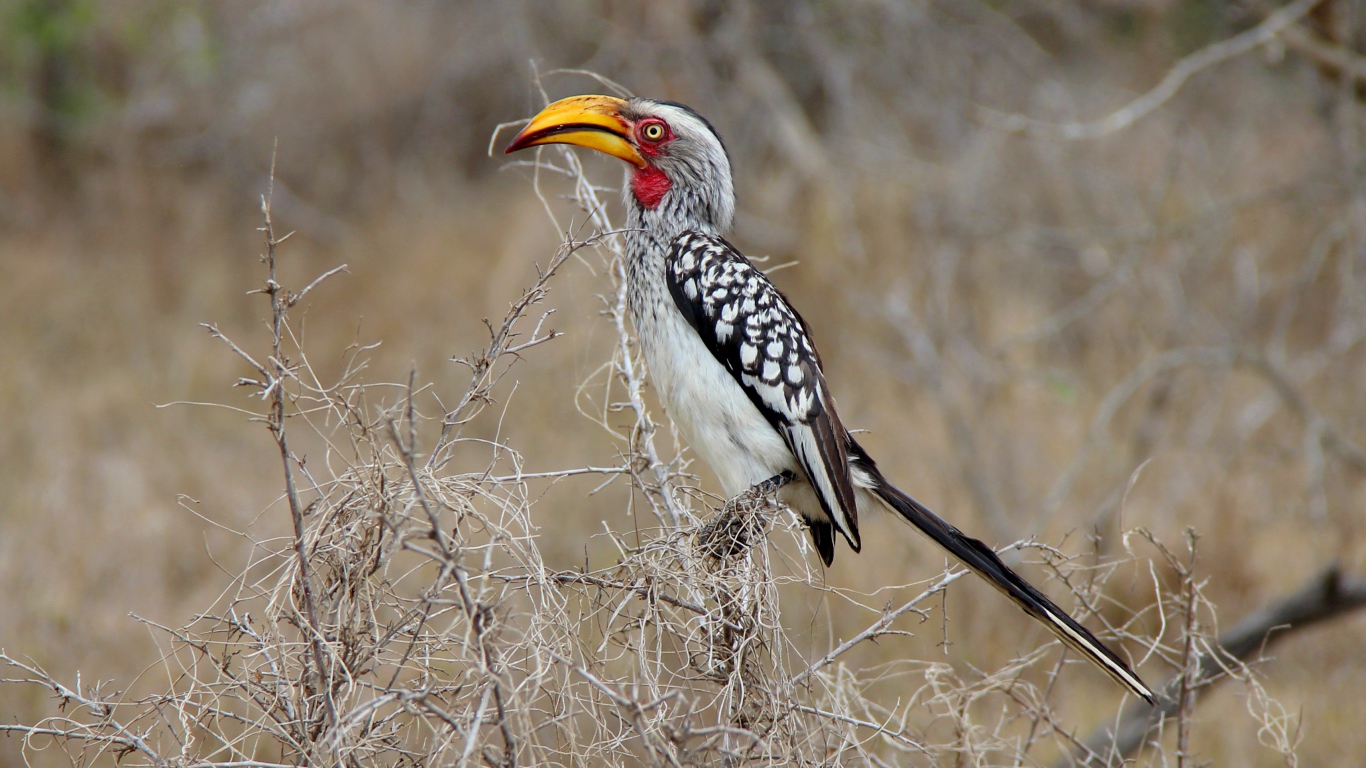 Большая  птица носорог сидит на ветке 