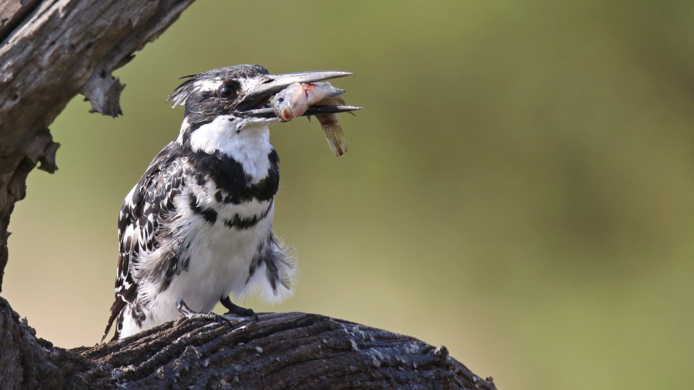 Птица пестрый зимородок с рыбой в клюве 