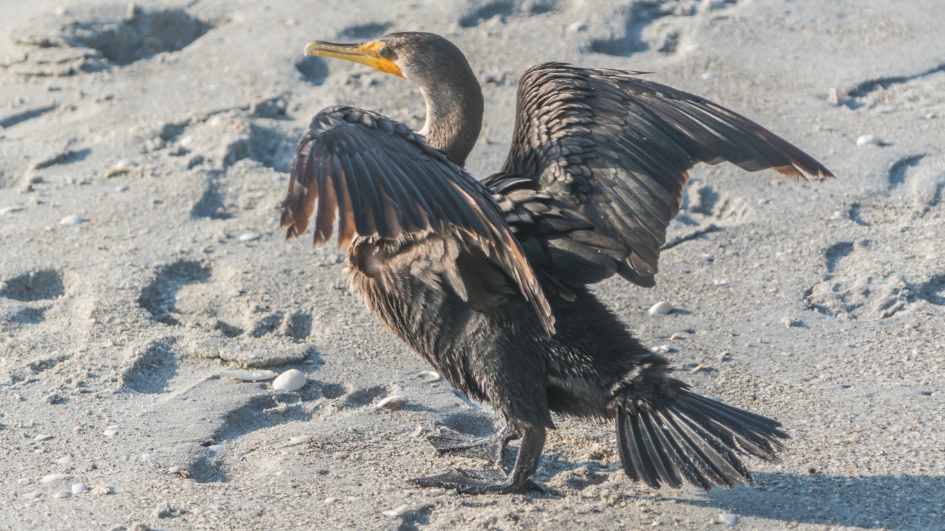 Черный баклан на мокром песке 