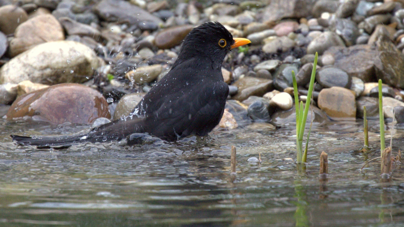 Черный дрозд купается в воде