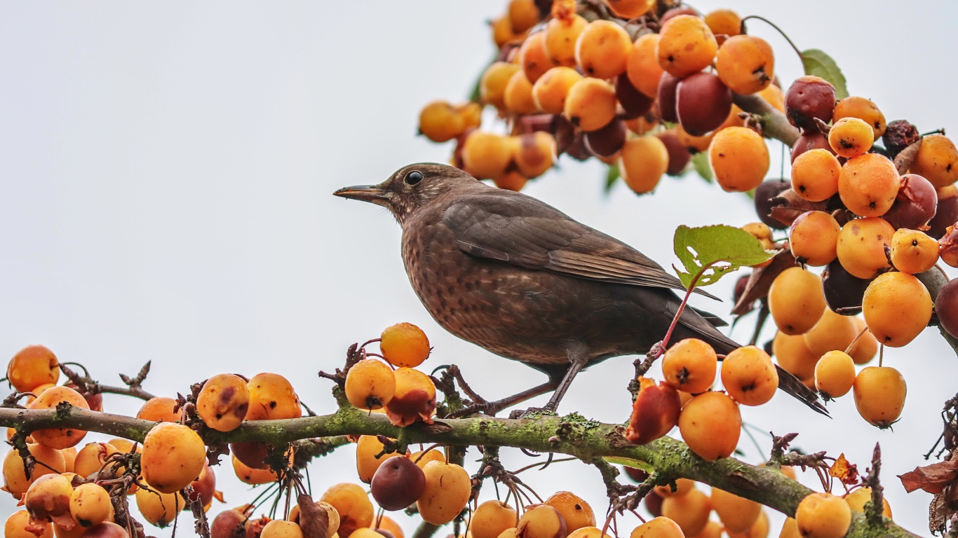 Черный дрозд сидит на ветке с ягодами