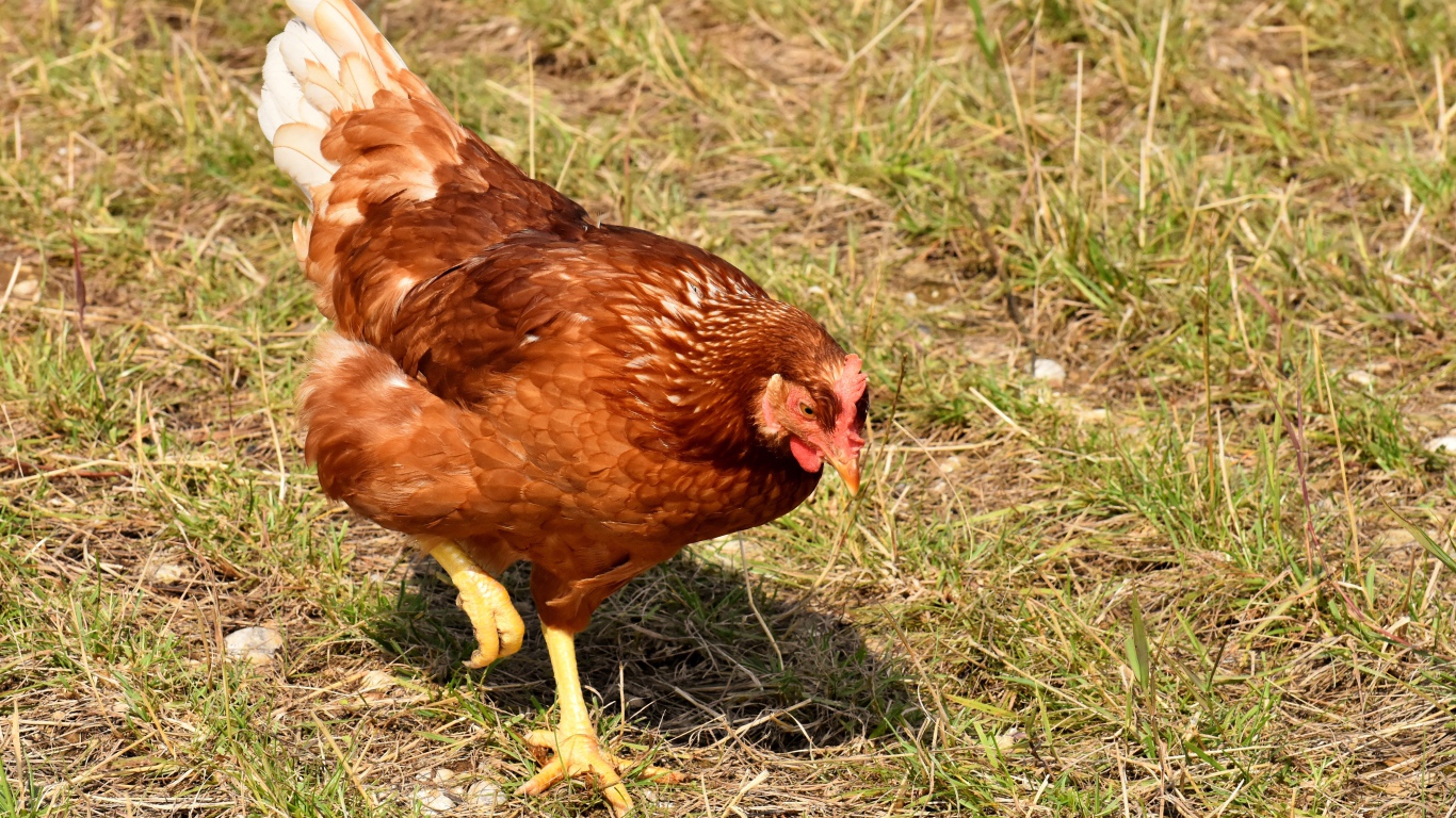 Коричневая домашняя курица гуляет по траве 