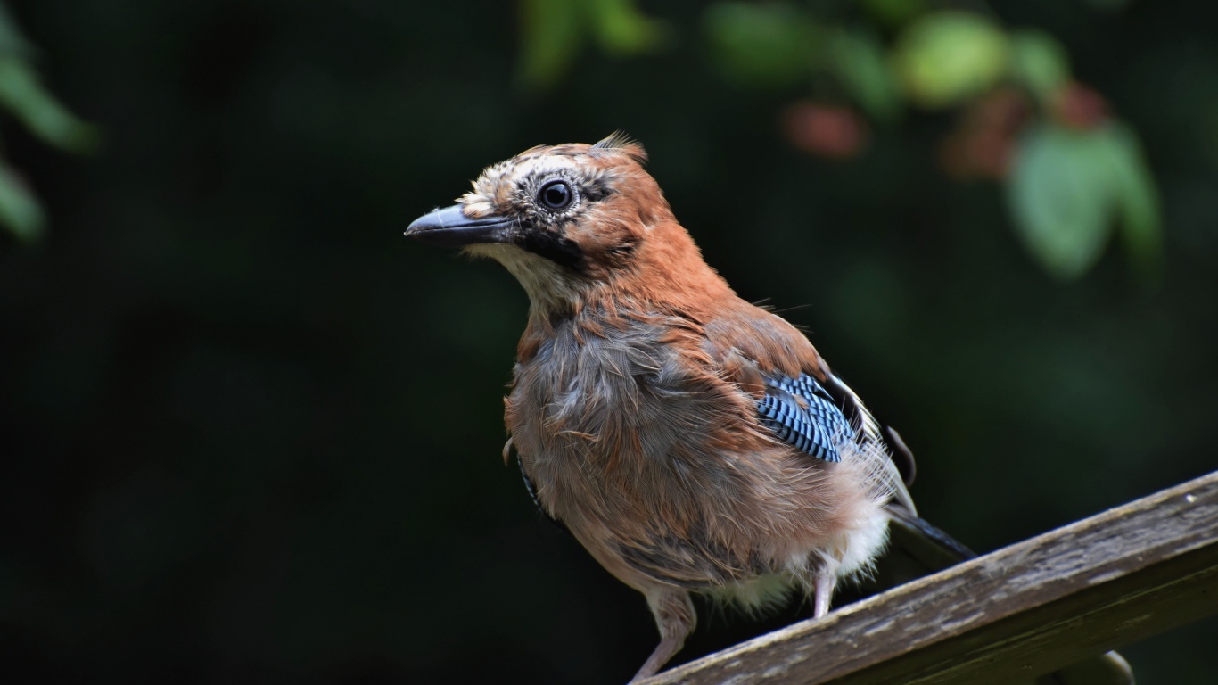 Коричневая сойка сидит на деревянной доске