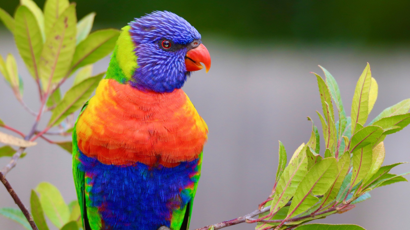 Разноцветный красивый попугай сидит на ветке