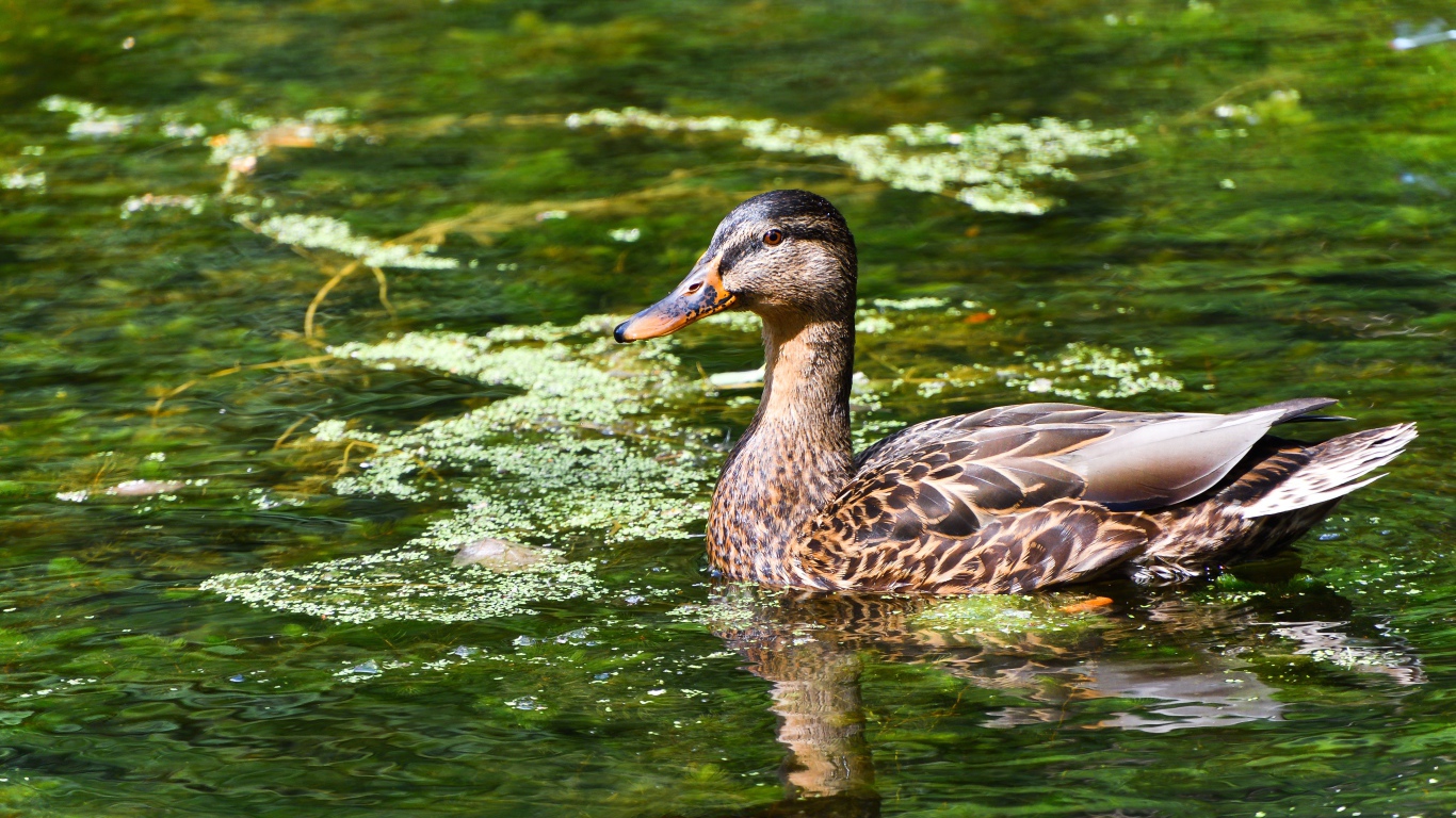Серая утка плавает в озере 
