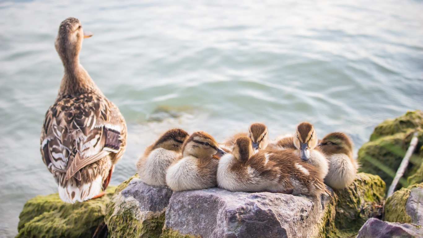 Серая утка с утятами на камне