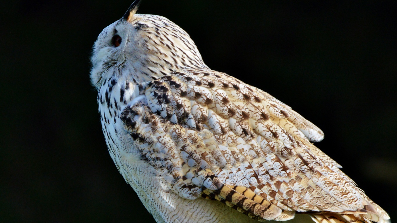 Большая белая сибирская сова на черном фоне