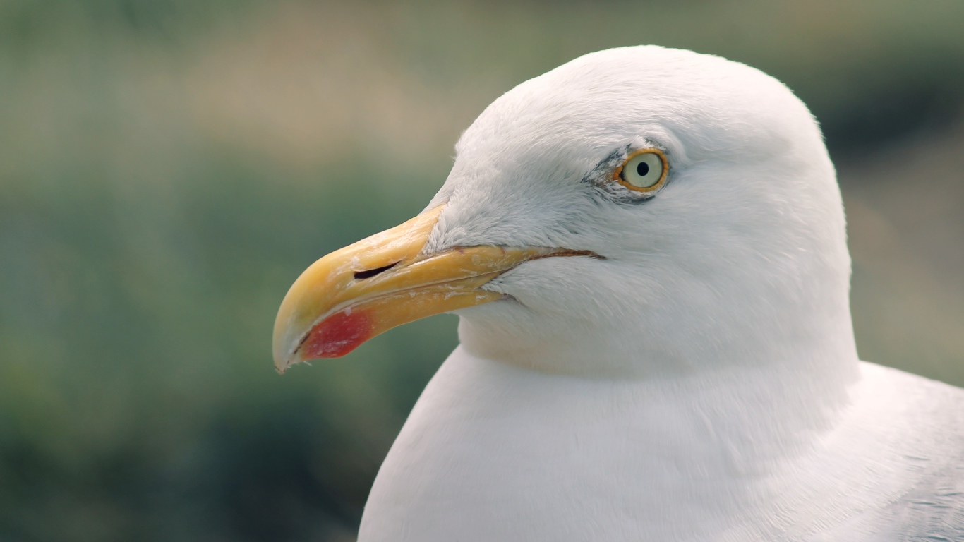 Голова белой чайки с острым клювом