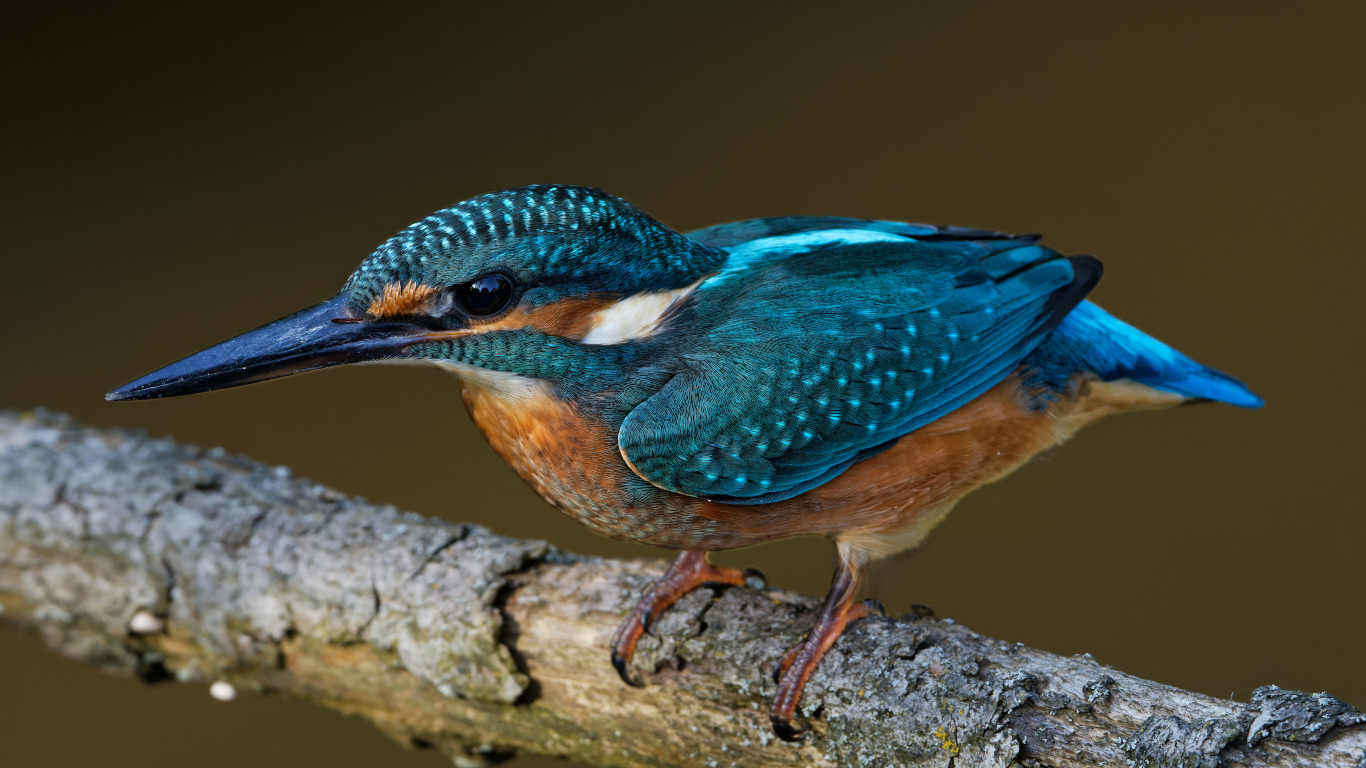 Маленькая голубая птичка зимородок на ветке дерева 