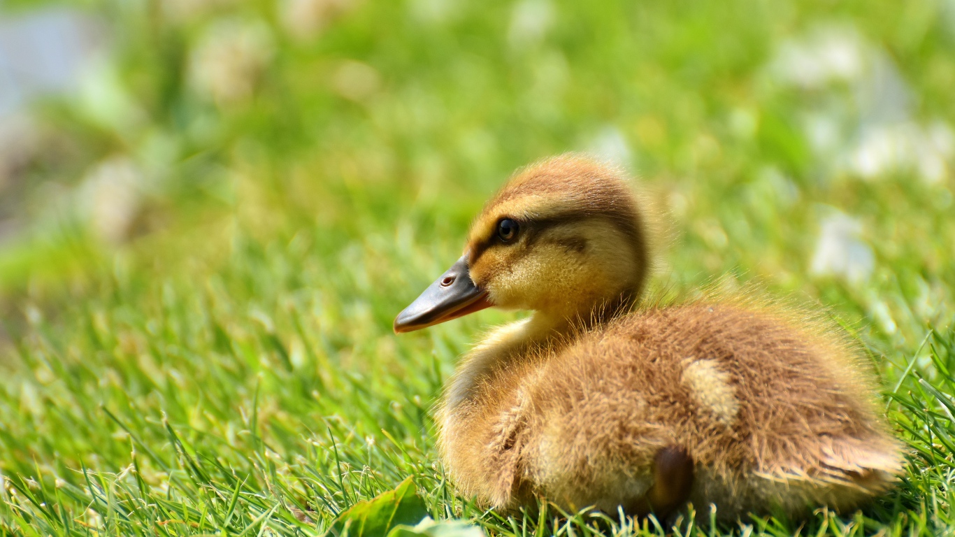 Маленький утенок лежит на зеленой траве 
