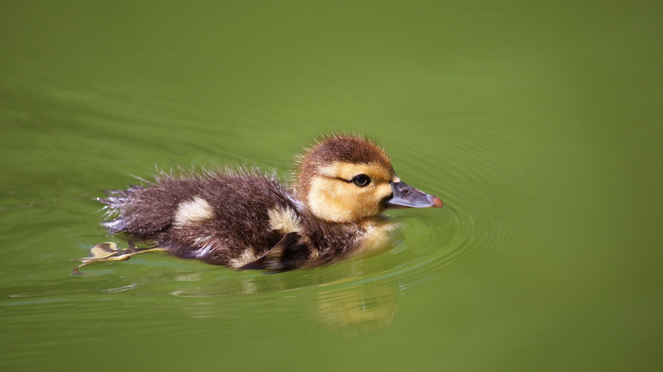 Маленький утенок плавает в зеленой траве