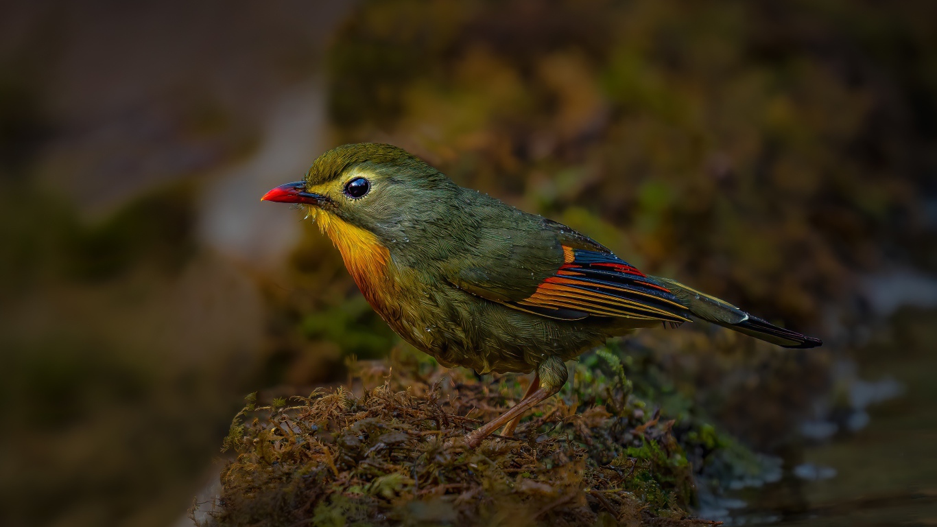 Маленькая птичка красноклювый лейотрикс на земле