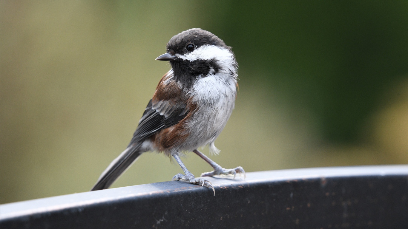 Маленький воробей сидит на перилах 