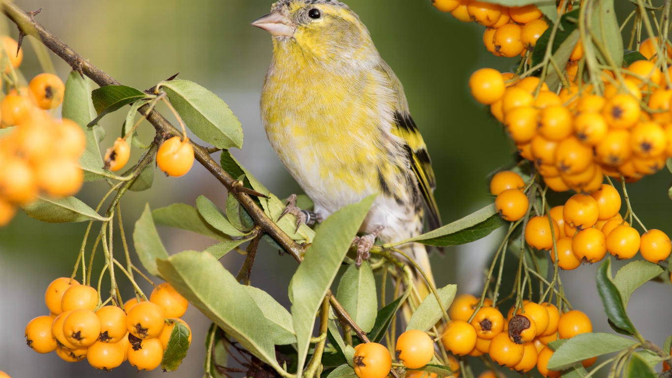 Маленькая птица ткачик сидит на ветке с оранжевыми ягодами