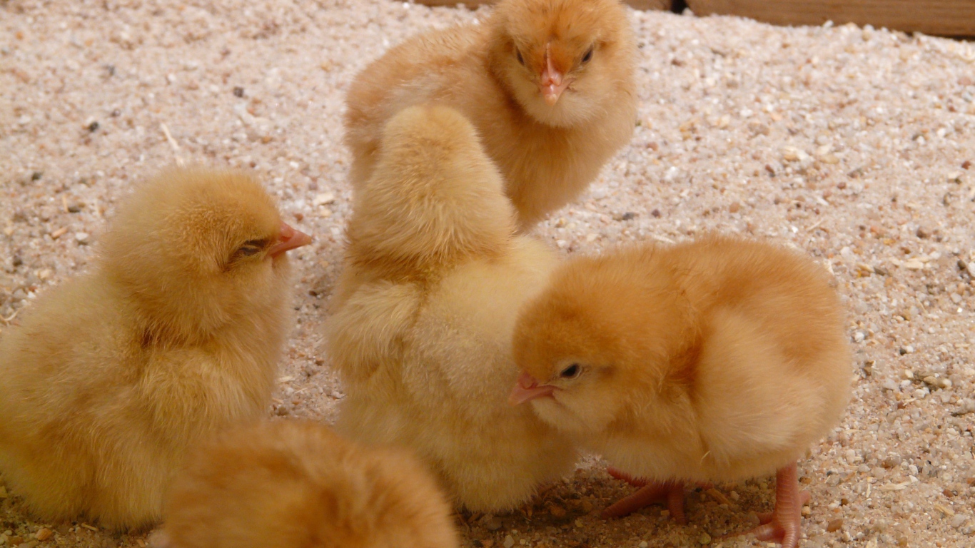 Маленькие желтые цыплята курицы