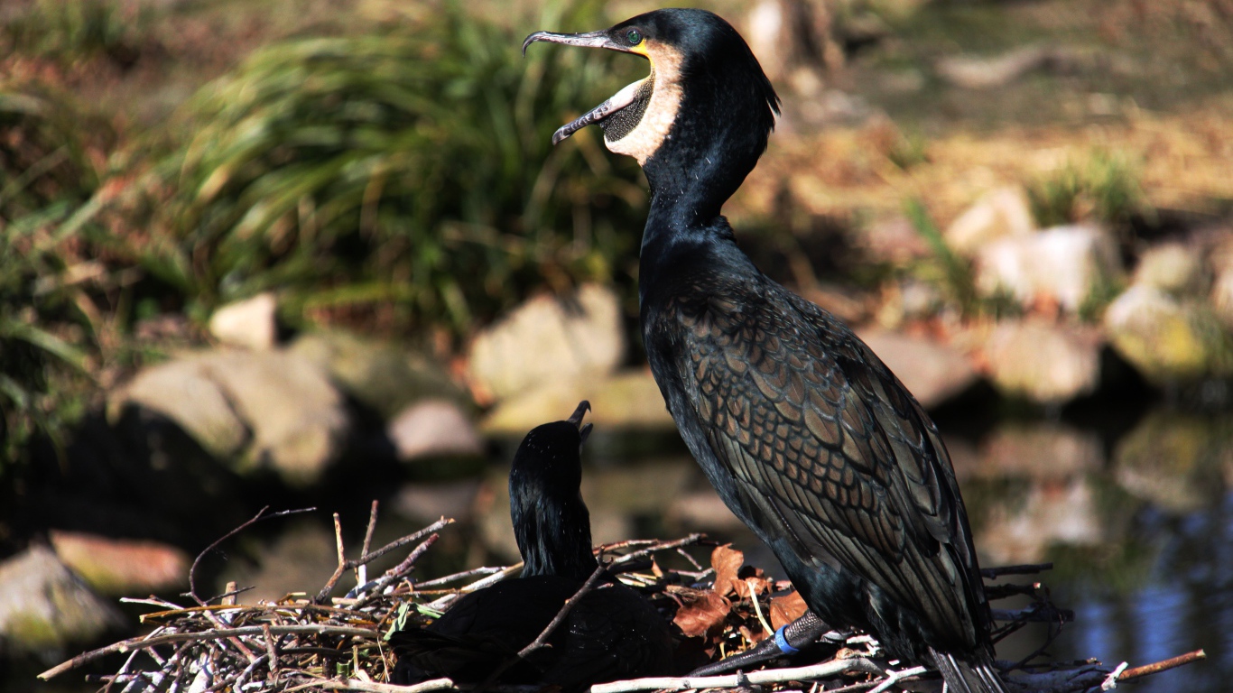 Горный баклан сидит на гнезде у пруда 
