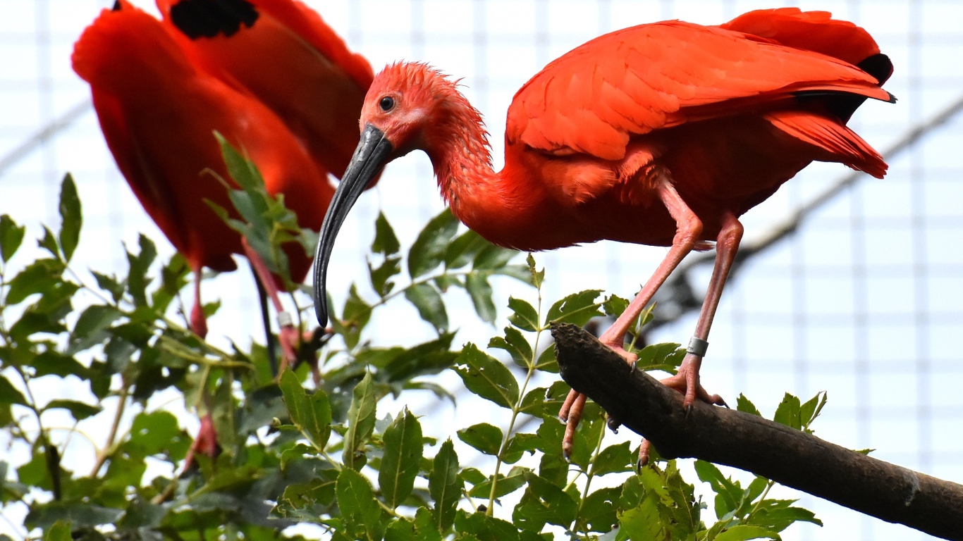 Красная птица ибис  сидит на ветке дерева 