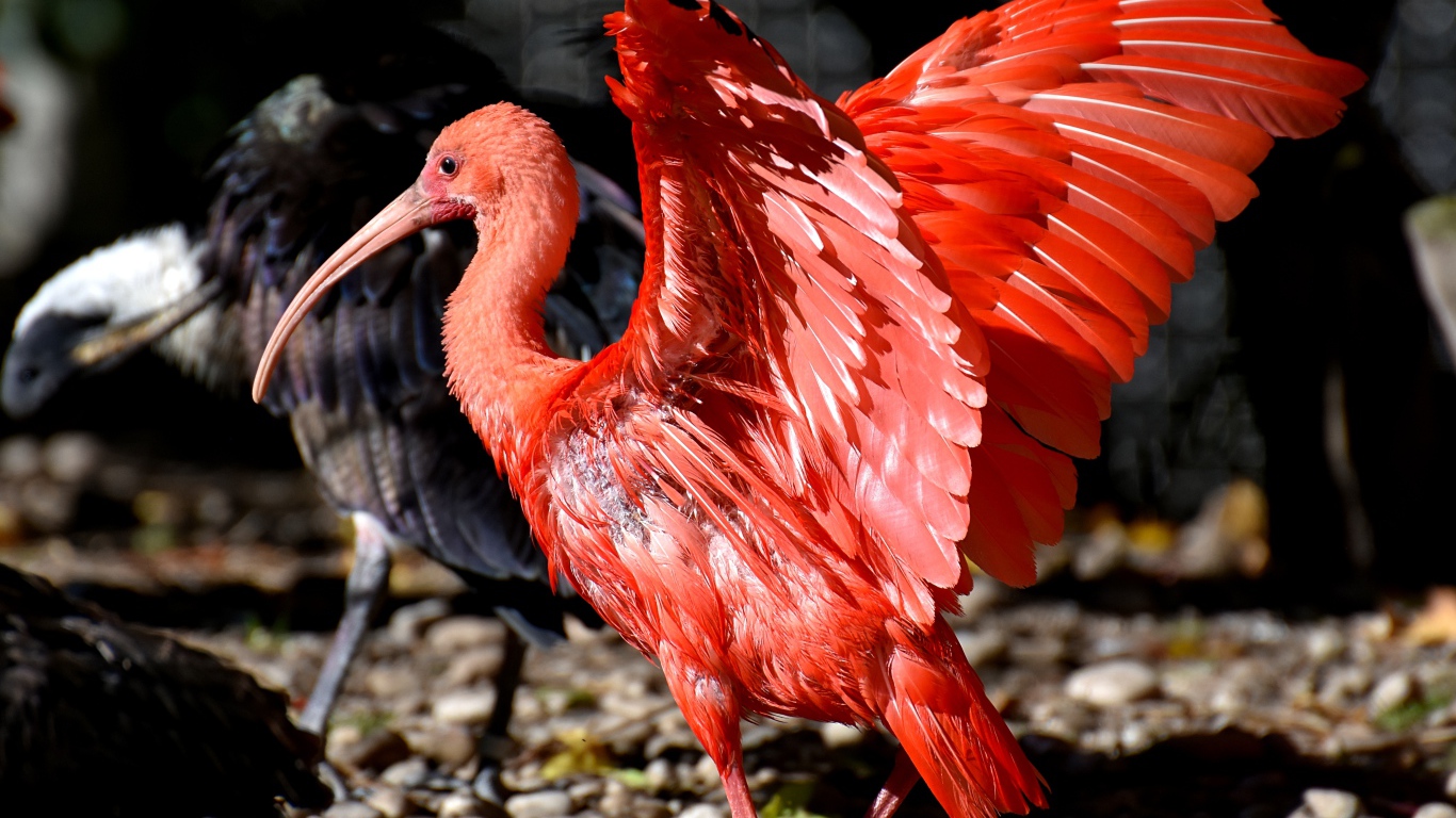Red ibis spread its wings