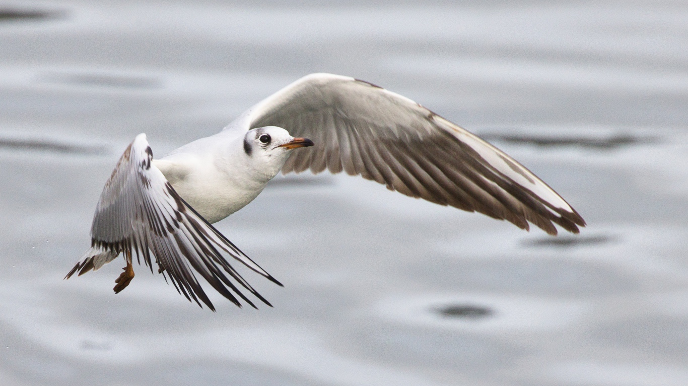 Чайка пролетает над водой