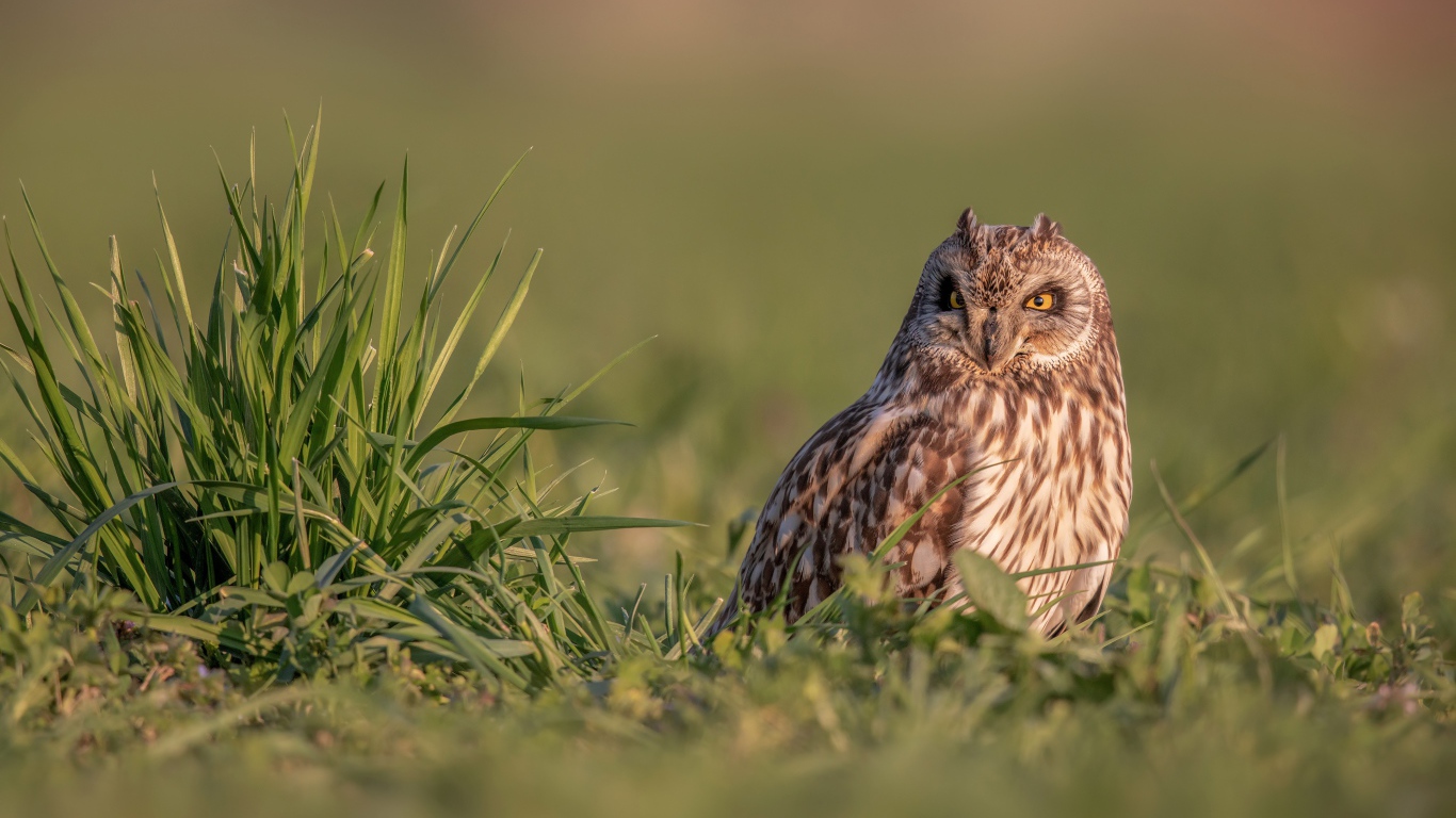 Серьезная сова сидит в зеленой траве