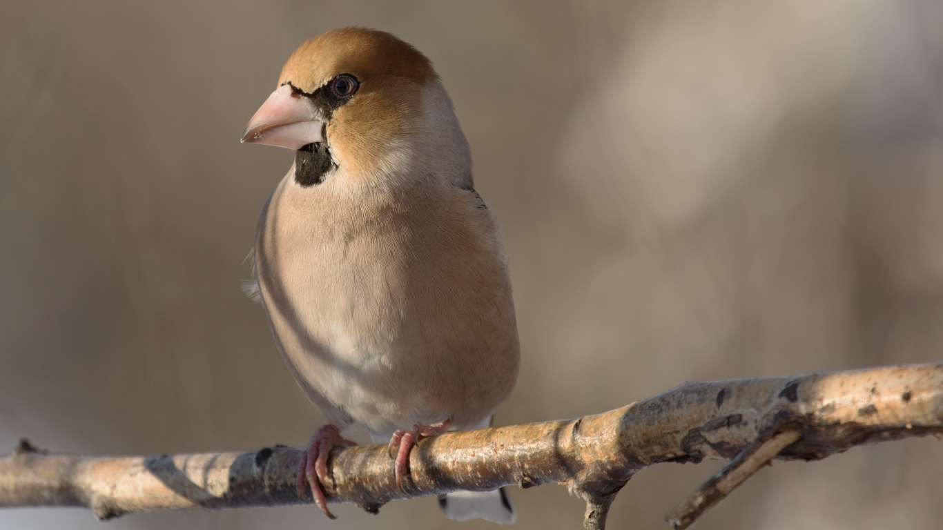 Маленькая птица дубонос сидит на ветке дерева