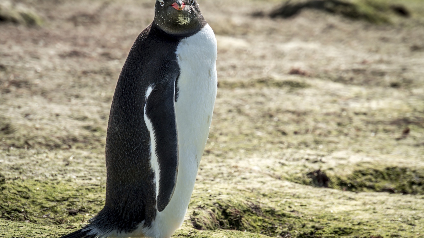 Большой пингвин стоит на земле 