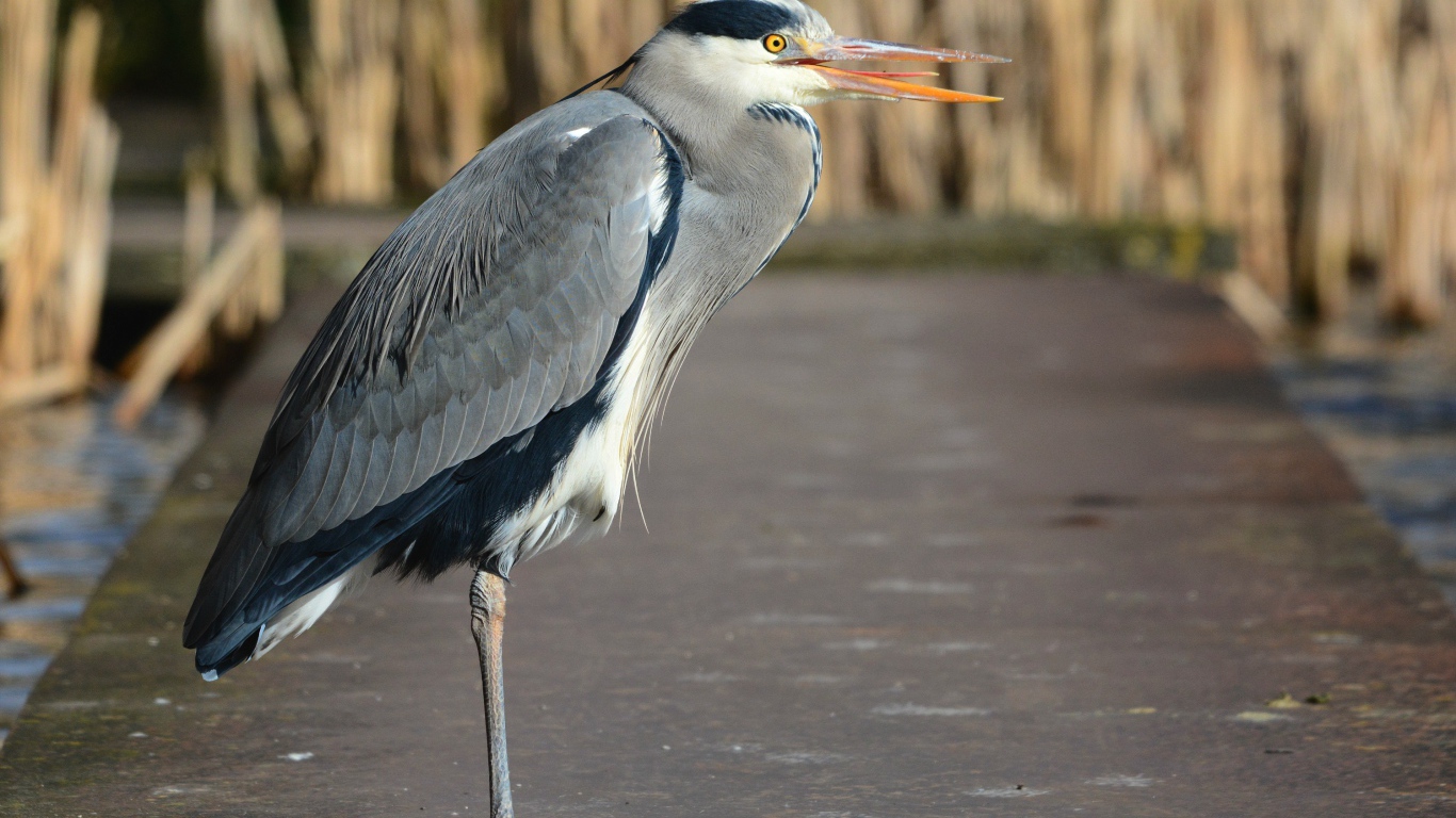 Серая цапля стоит на одной ноге