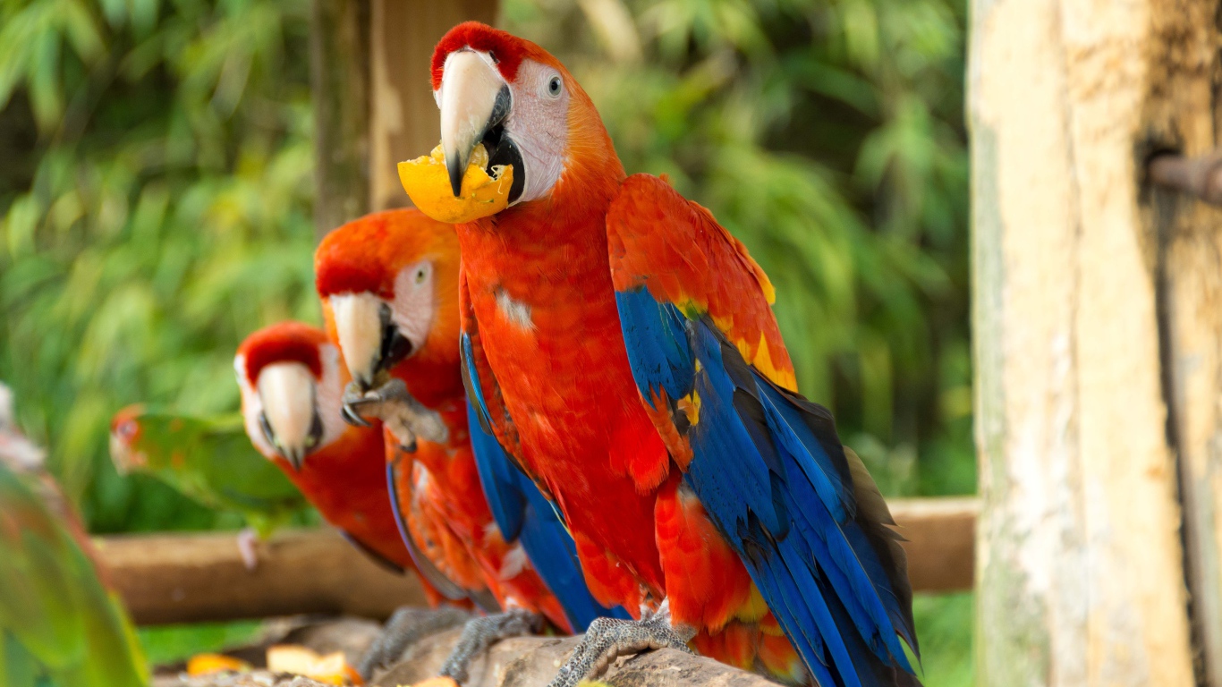 Три красных попугая ара сидит на ветке