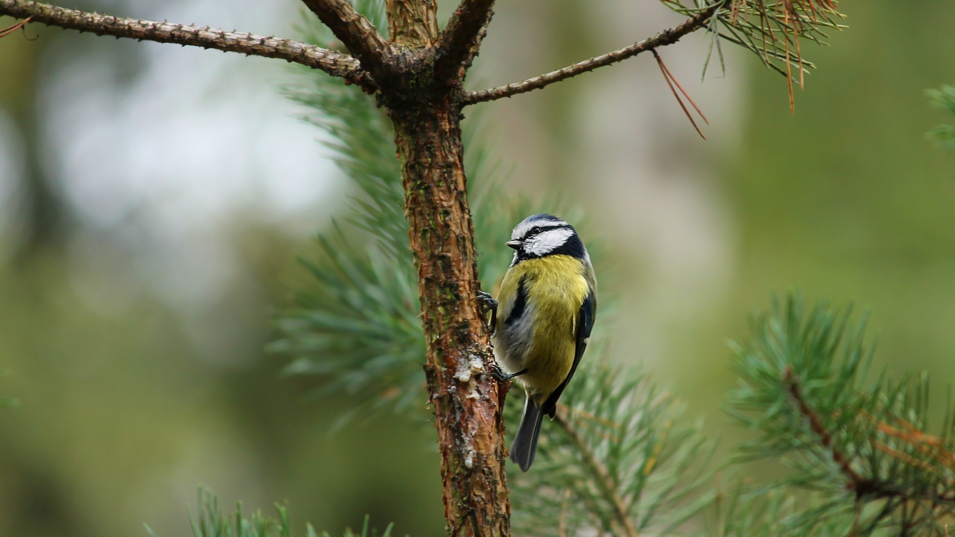 Синичка сидит на ветке сосны