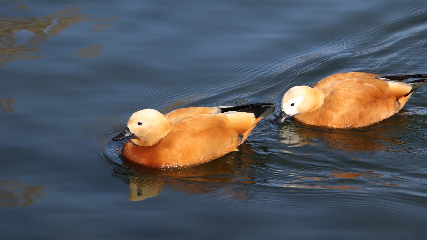 Две коричневые утки плавают в воде 