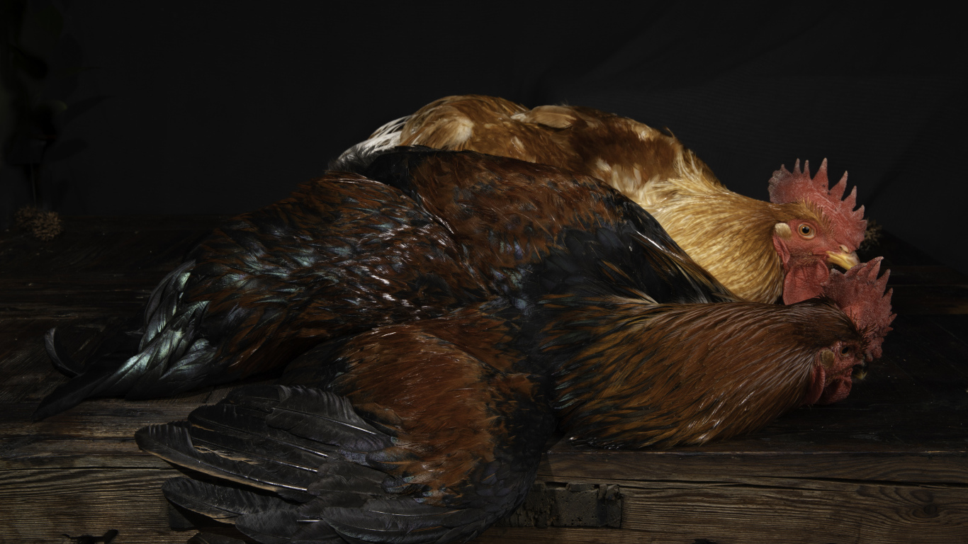 Два коричневых петуха на столе 