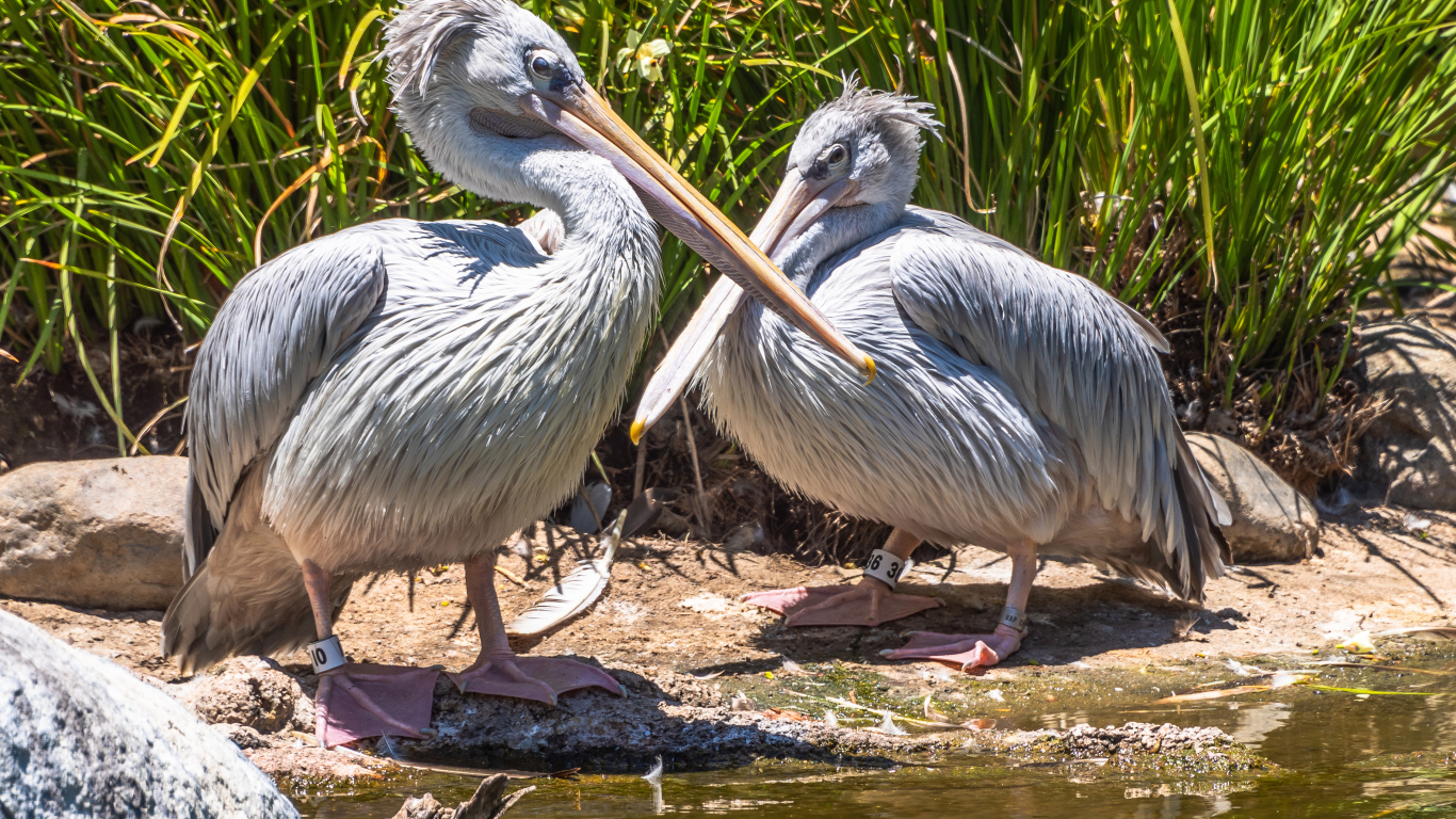 Два больших серых пеликана у воды 