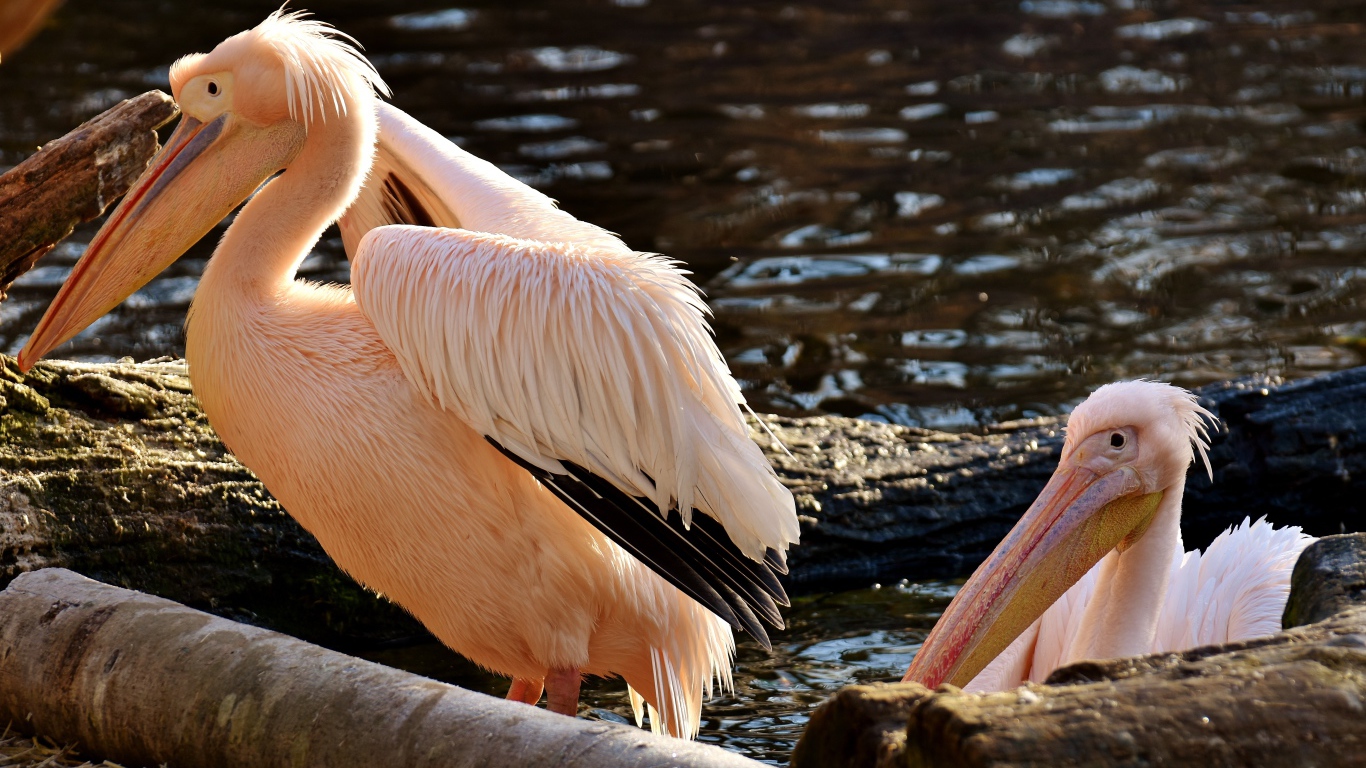 Два розовых пеликана у воды