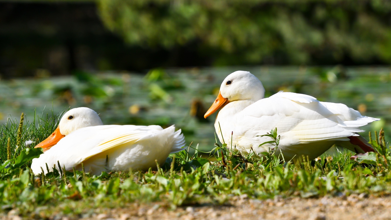 Две белые утки сидят на зеленой траве