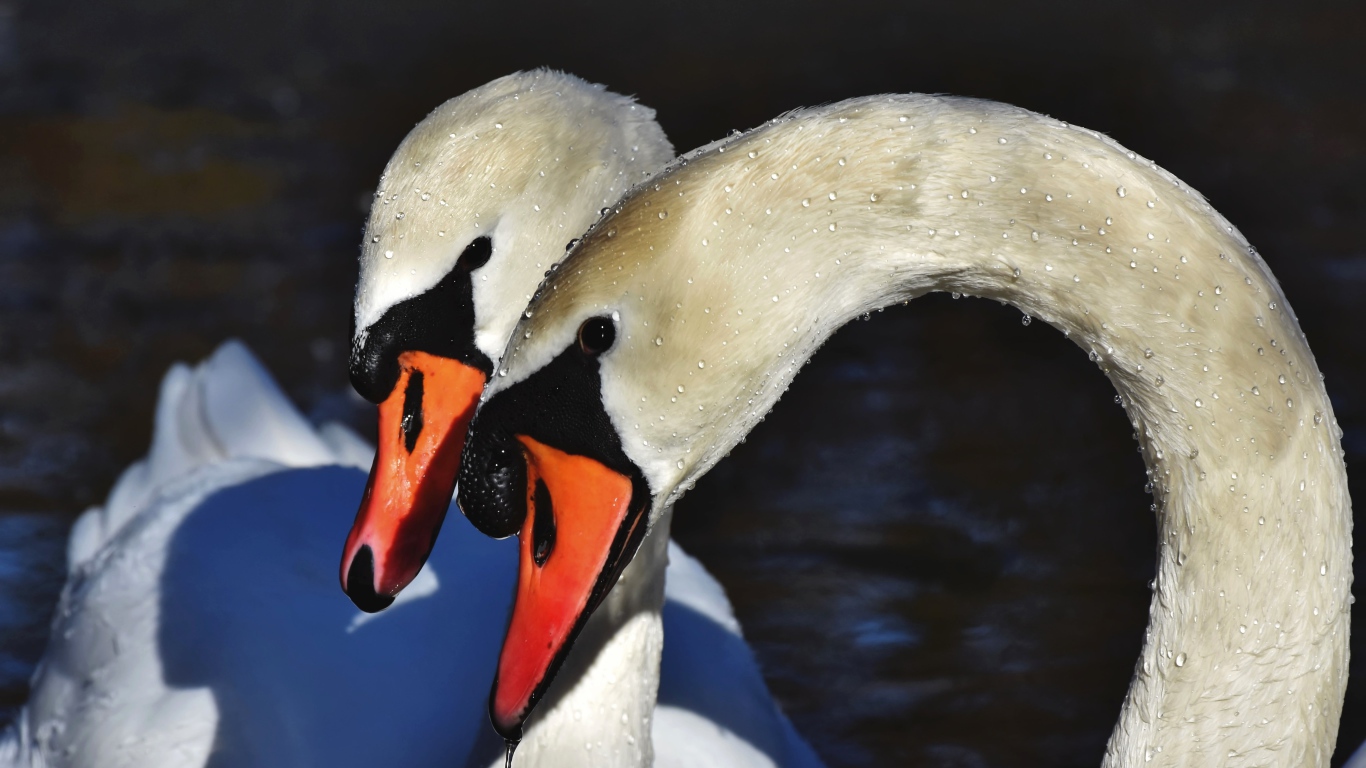 Два белых лебедя искупались в воде
